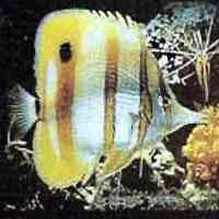 Famous fish displayed on the Commodore Amiga